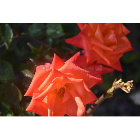 Sprzedaż - Nieruchomości - House - Vilaflor, Vilaflor 1