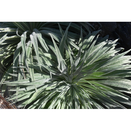 Sprzedaż - Nieruchomości - House - Vilaflor, Vilaflor 1